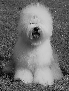 Bobtail